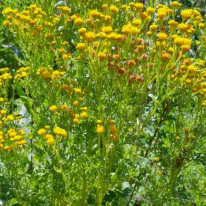 Jacobaea vulgaris subsp. dunensis