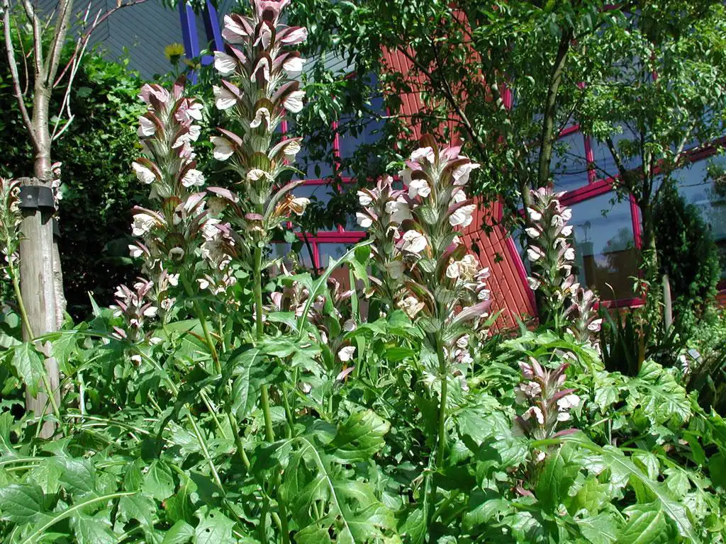 Acanthusmollisgroeiplek