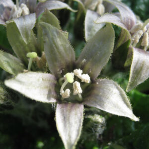 Mandragora officinarum