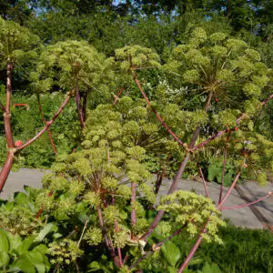 Angelica archangelica