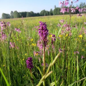 Ranunculus acris | scherpe boterbloem