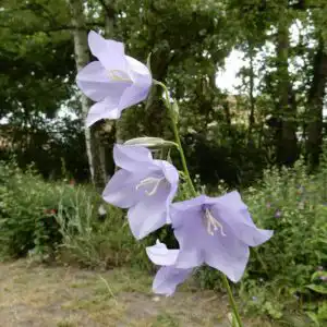 Campanula perscicifolia