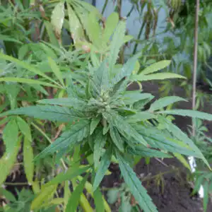 Cannabis sativa