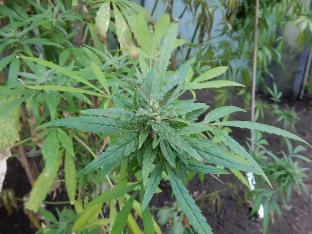 Cannabis sativa