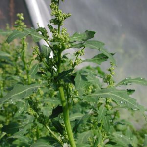 Oxybasis glaucum | zeegroene ganzenvoet