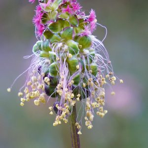 Poterium sanguisorba