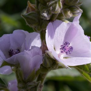 Althaea officinalis
