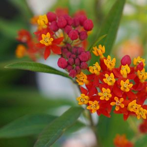 Asclepias curassavica