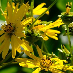 Silphium perfoliatum