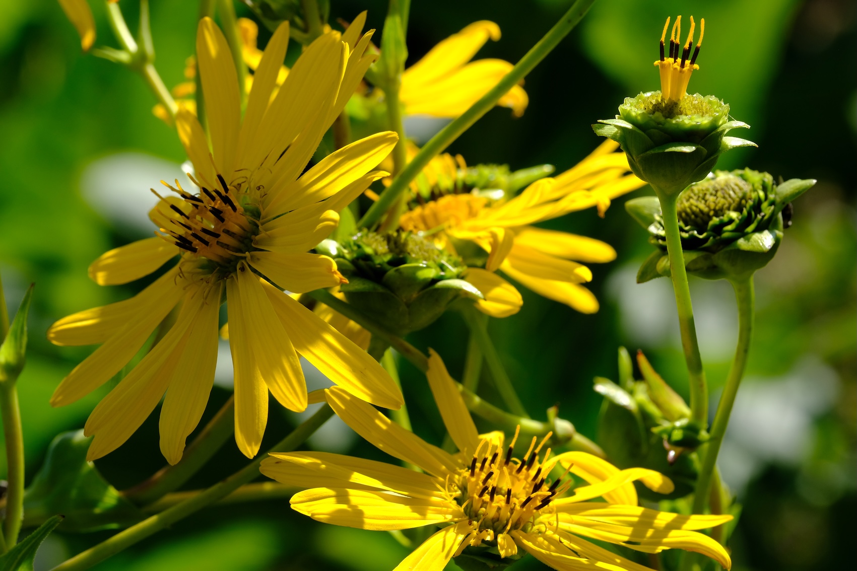 Silphium perfoliatum