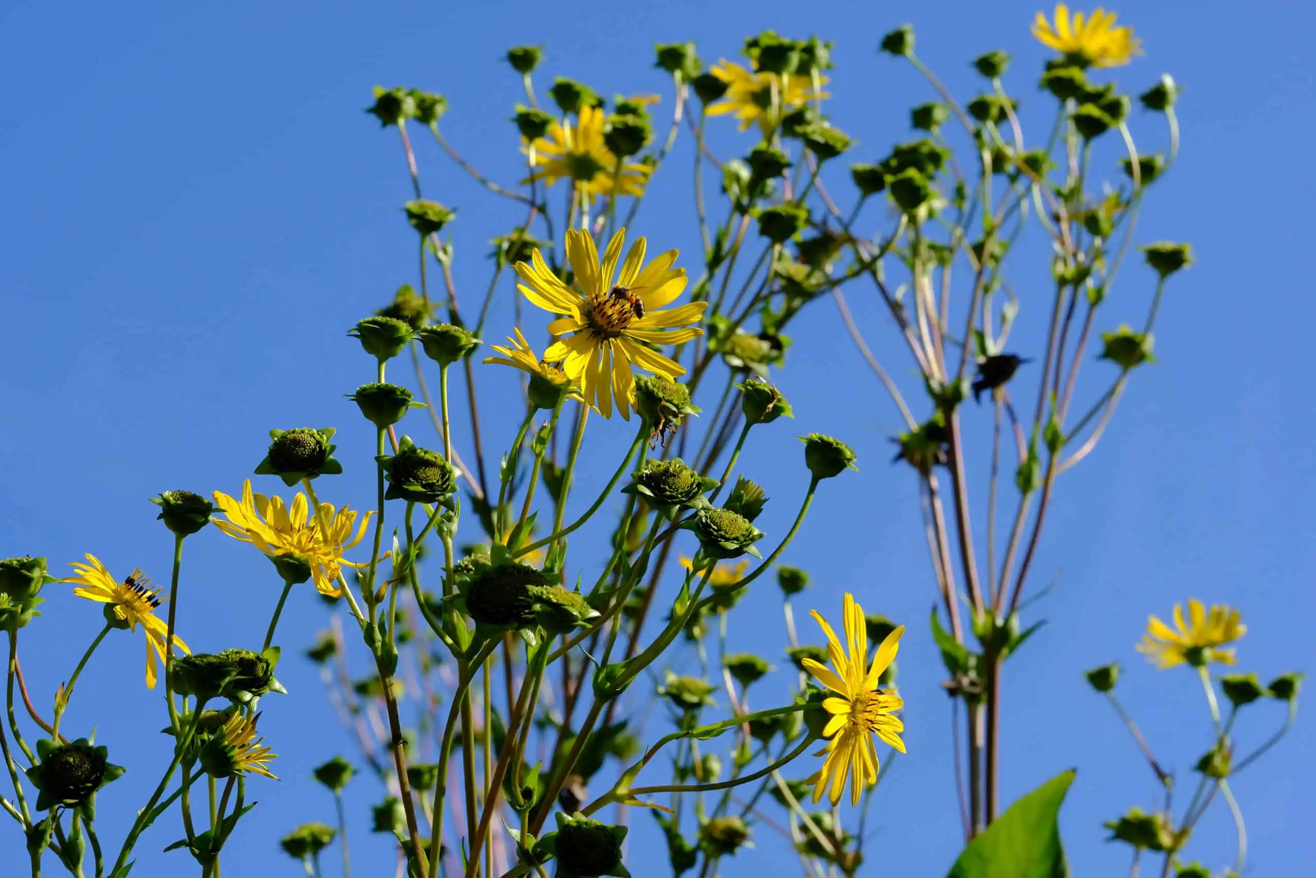 Silphium perfoliatum