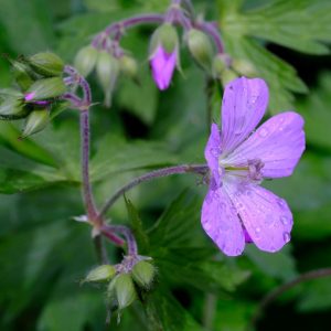 Geranium maculatum | gevlekte ooievaarsbek