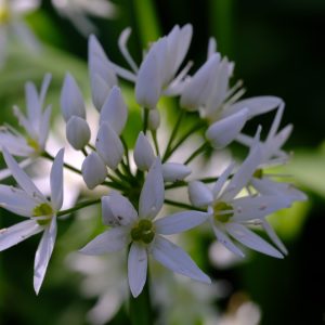 Allium ursinum