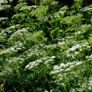 Ammi majus