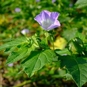 Nicandra physalodes | zegekruid