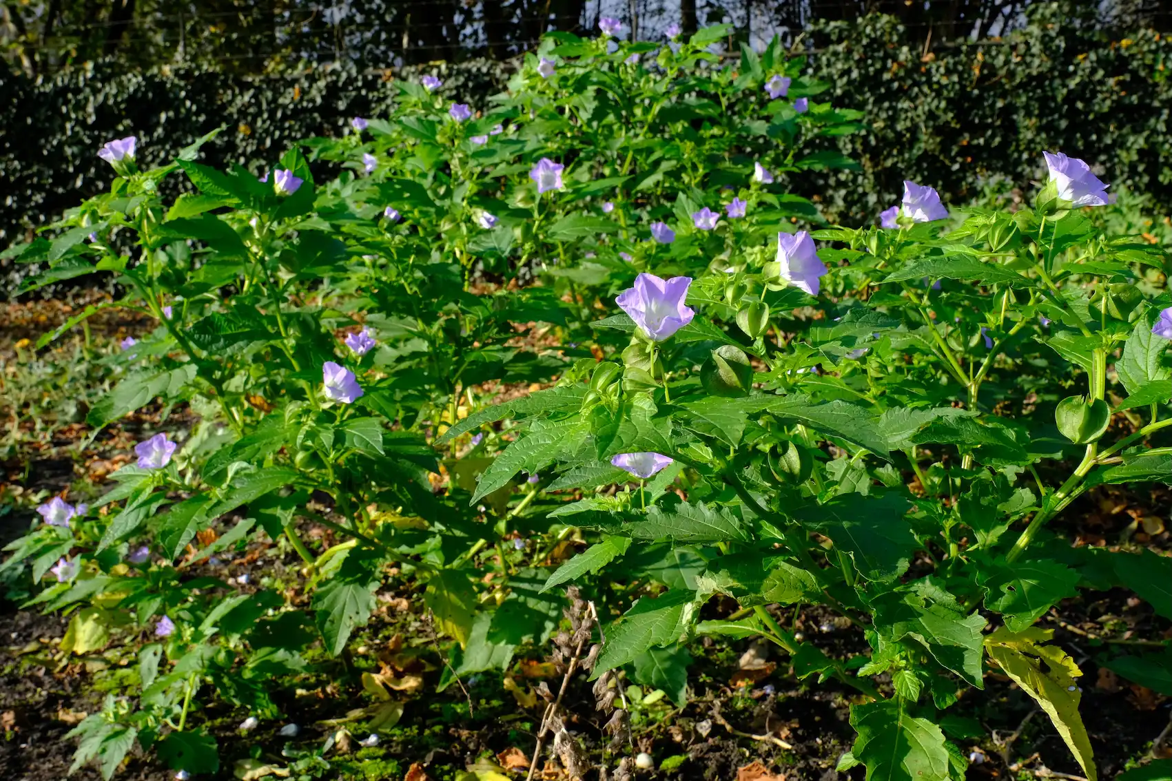 DSCF9027