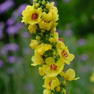 Verbascum nigrum
