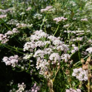 Pimpinella major | grote bevernel