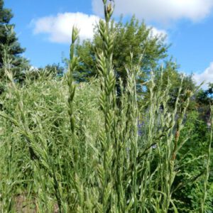 Lolium temulentum | dolik