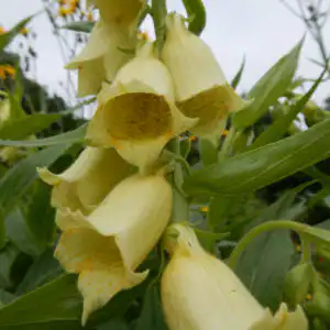 Digitalis grandiflora