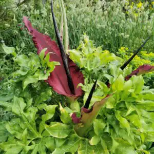 dracunculus vulgaris