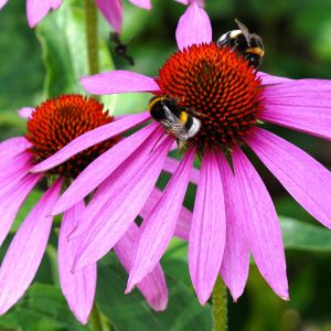 Echinacea purpurea