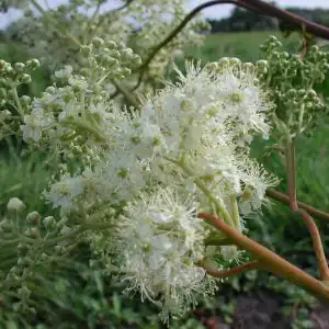 Filipendula ulmaria blmdet