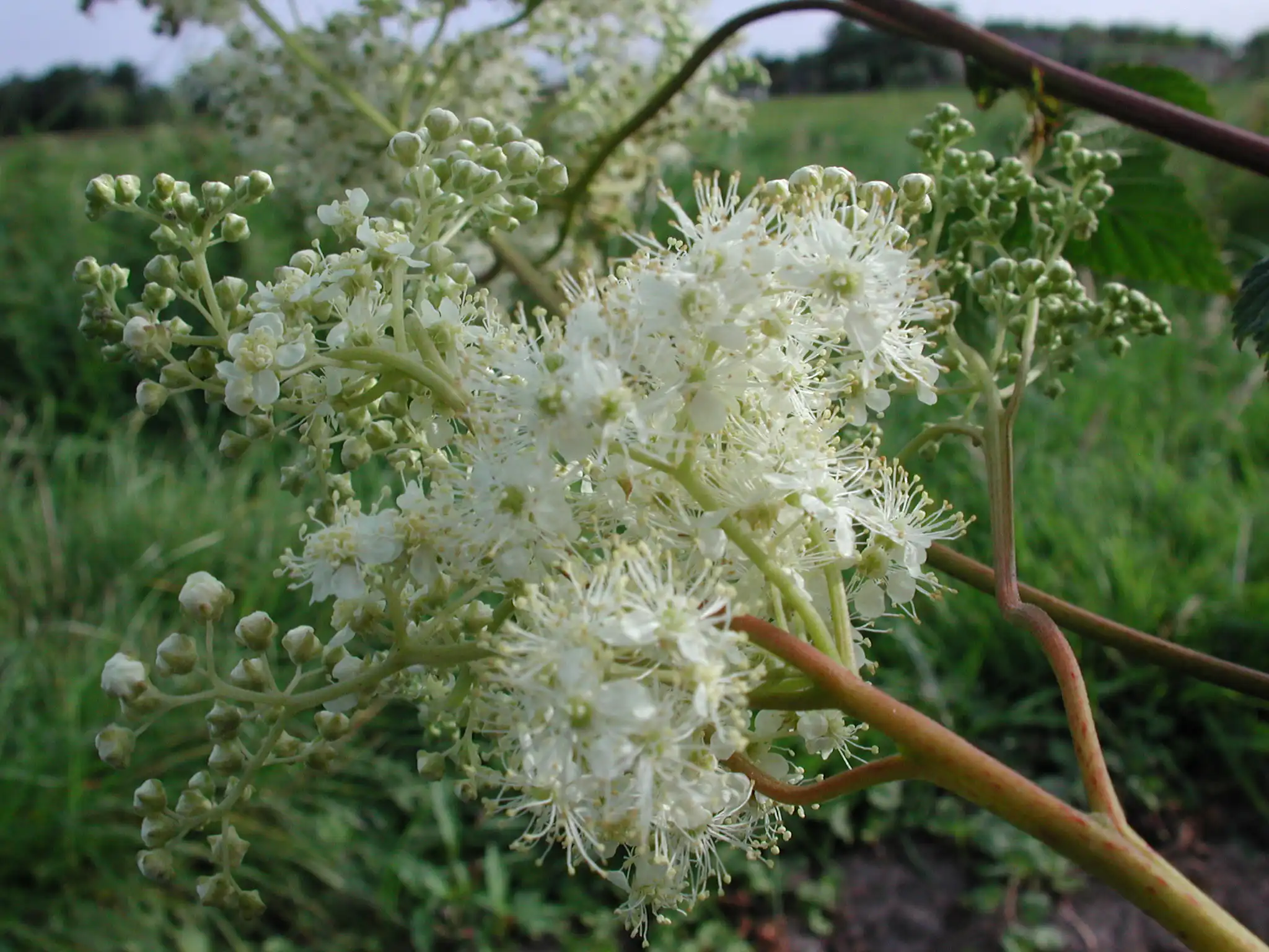 Filipendula ulmaria blmdet