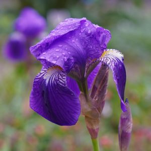 Iris versicolor | Amerikaanse blauwe lis