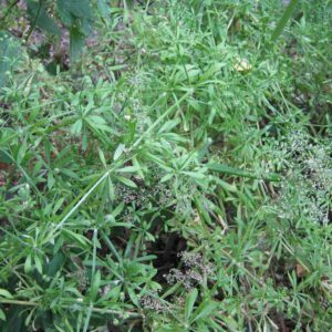 Galium aparine | kleefkruid