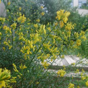 Genista tinctoria | verfbrem