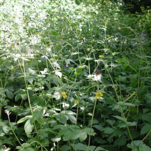 Geum urbanum | geel nagelkruid