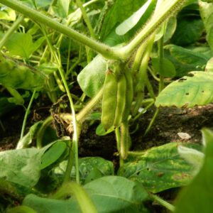 Glycine max | sojaboon