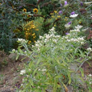 Pseudognaphalium obtusifolium | konijnentabak