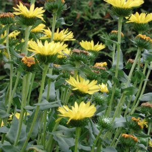 Grindelia hirsutula | gomplant
