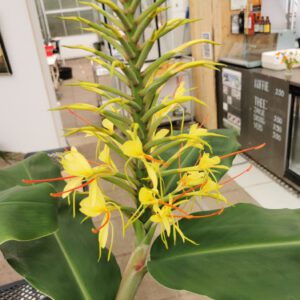 hedychium gardnerianum