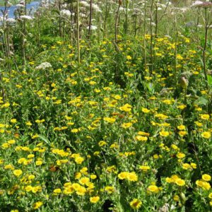 Pulicaria dysenterica