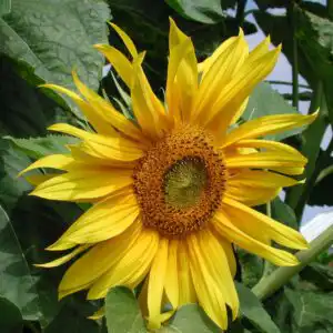 Helianthusannuusbloemjuli2001HR