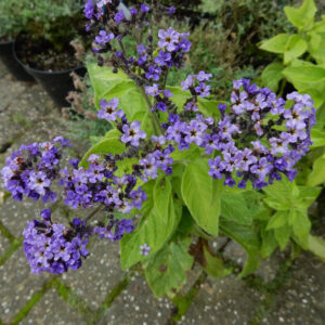 Heliotropium arborescens | heliotroop