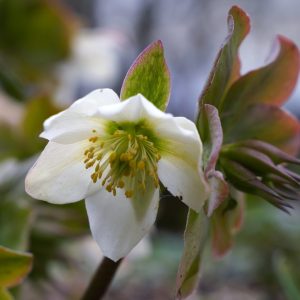 Helleborus niger