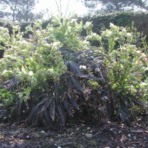 Helleborus foetidus