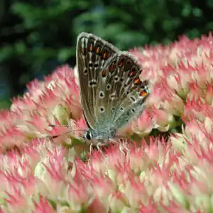 Hylotelephium maximum