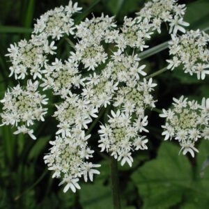 Heracleum sphondylium | gewone bereklauw