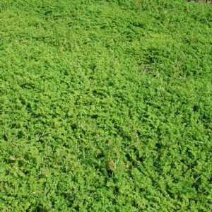 Herniaria glabra | kaal breukkruid