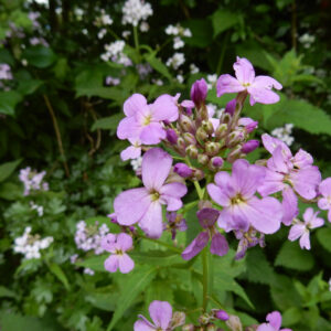 Hesperis matronalis | damastbloem