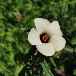 Hibiscus trionum