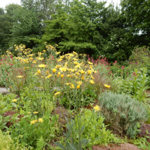 Hieracium maculatum | gevlekt havikskruid