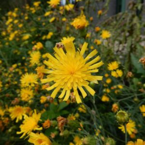 Hieracium umbellatum | schermhavikskruid