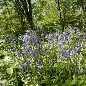 Hyacinthoides x massartiana | basterdhyacint