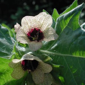 Hyoscyamus niger | bilzekruid